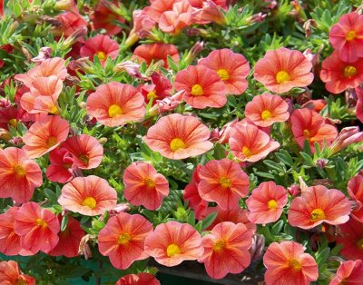 Småpetunia, Stickling, Million Bells MiniFamous ® Neo Mango