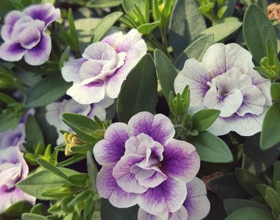 Småpetunia, Stickling, Million Bells MiniFamous ® Uno Double LavTastic