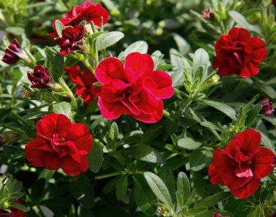 Småpetunia, Stickling, Million Bells MiniFamous ® Uno Double Red