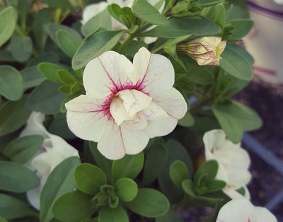 Småpetunia, Stickling, Million Bells MiniFamous ® Uno Double White Pink Vein