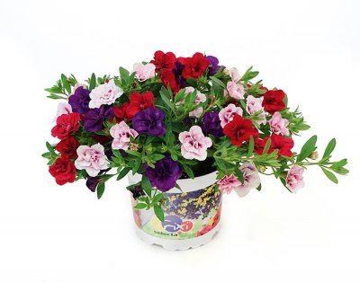 Småpetunia, Stickling, Million Bells Trixi ® Fancy Petticoat