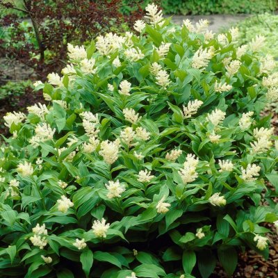 Smilacina racemosa, Vipprams, P9cm