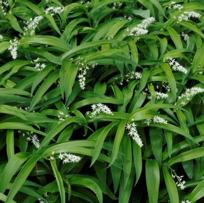 Maianthemum stellatum (Smilacina stellata), Stjärnrams, P11cm