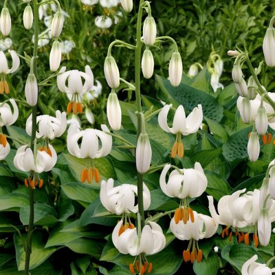 Krollilja Snowy Morning 3st