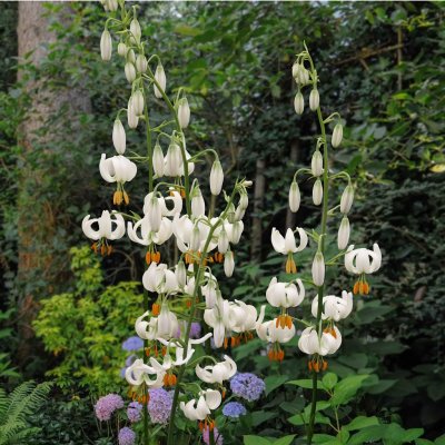 Krollilja Snowy Morning 3st