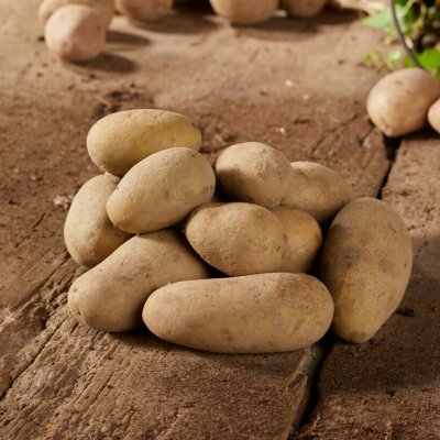 Sättpotatis Allians 1kg