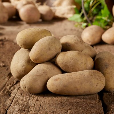 Sättpotatis Allians 1kg