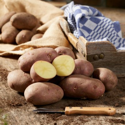Sättpotatis Asterix 1kg