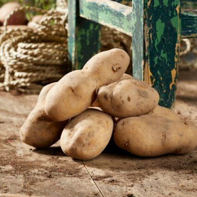 Sättpotatis Bintje 1kg