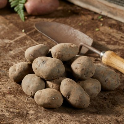 Sättpotatis Blå Mandel 1kg