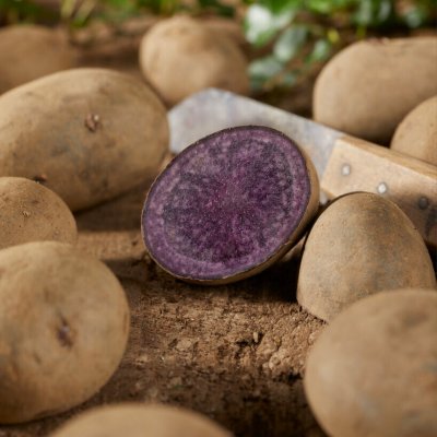 Sättpotatis Blaue Annelise 1kg Ekologisk