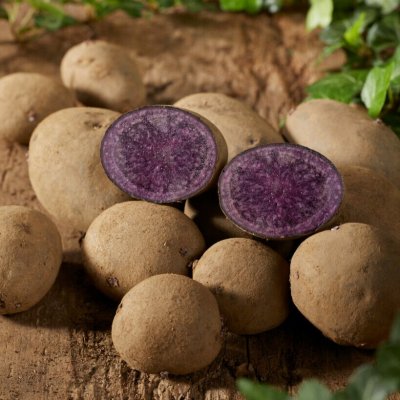 Sättpotatis Blaue Annelise 1kg Ekologisk