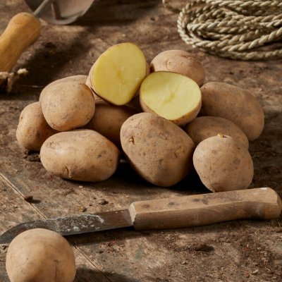 Sättpotatis Decibel 1kg