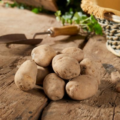 Sättpotatis Early Puritan 1kg