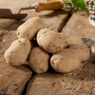 Sättpotatis Early Puritan 1kg