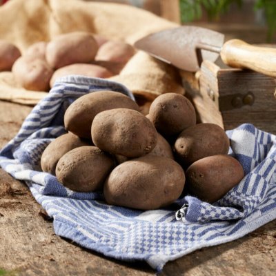 Sättpotatis Laura 1kg