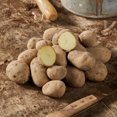Sättpotatis Maria 1kg