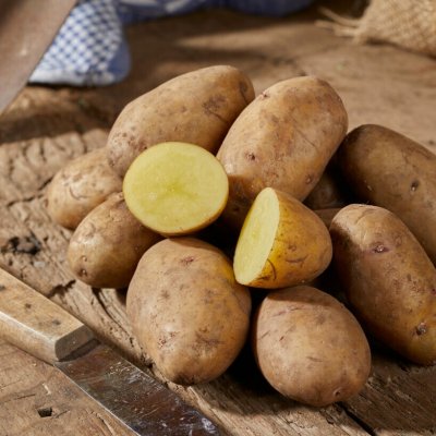 Sättpotatis Nicola 1kg Ekologisk