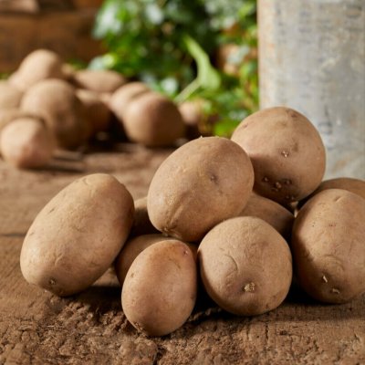 Sättpotatis Pocahontas 1kg