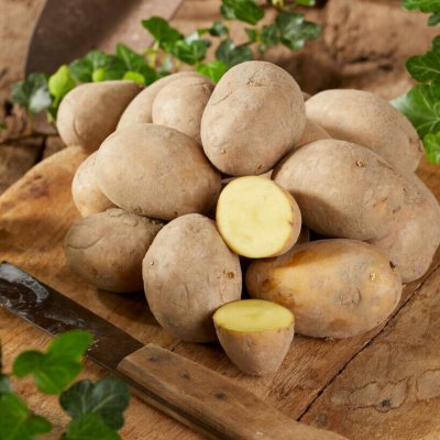 Sättpotatis Queen Anne 1kg