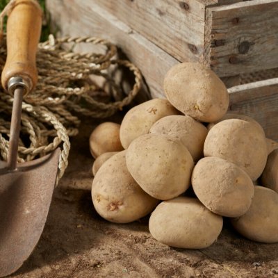 Sättpotatis Taisiya 1kg