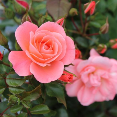 floribunda Solliden (Fredensborg) ™, Rabattros, C4