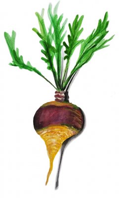 Kålrot Sollrot