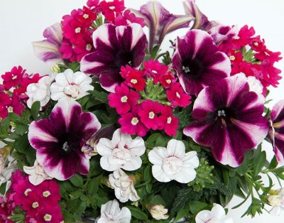 Sommarblomma, Stickling Trixi ® Amarena Cream