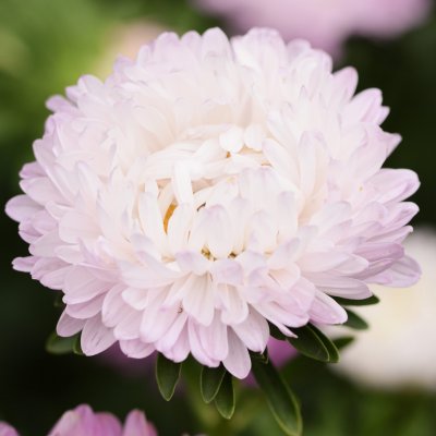 Aster, Sommar-, King Size Appleblossom