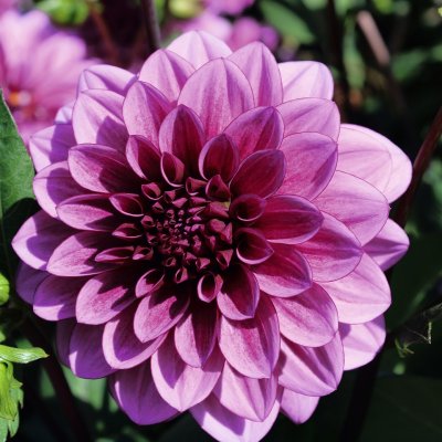 Dahlia Dekorativ Blueberry Classic 1st