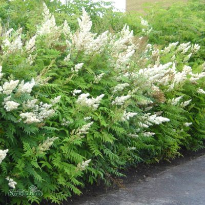 Sorbaria sorbifolia, Rönnspirea, 50-60 C3,5