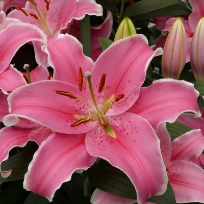 Lilium hybr. Sorbonne, Orientalisk Lilja