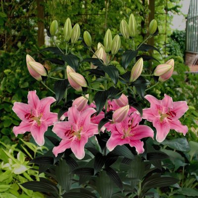 Lilium hybr. Sorbonne, Orientalisk Lilja