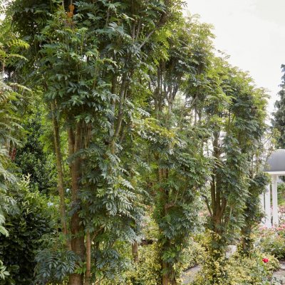 Sorbus aucuparia Autumn Spire ® (Flanrock), Rönn, 80 stam C7,5