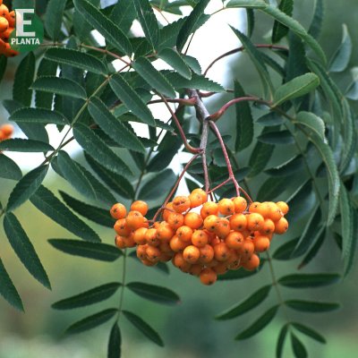 Sorbus commixta Birgitta E, Commixta-rönn