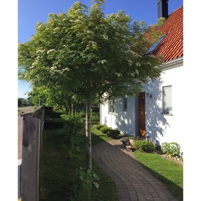 Sorbus commixta Carmencita, Japansk Rönn, 150 stam C12