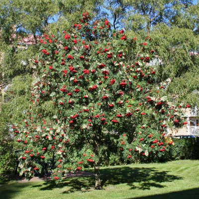 Sorbus decora, Praktrönn
