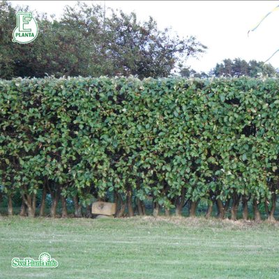 Sorbus intermedia, Oxel 10-pack, 50-80