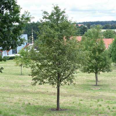 Sorbus intermedia Brouwers, Oxel