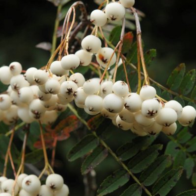 Sorbus White Swan, Prydnadsrönn, 80 stam C4