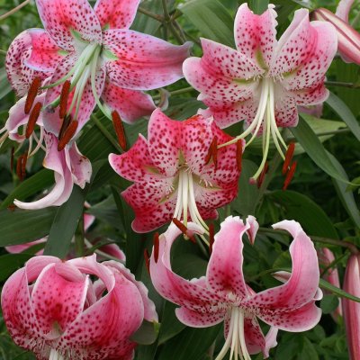 Lilium speciosum Uchida, Praktlilja, P11cm