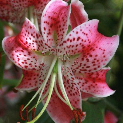 Praktlilja speciosum Uchida 3st