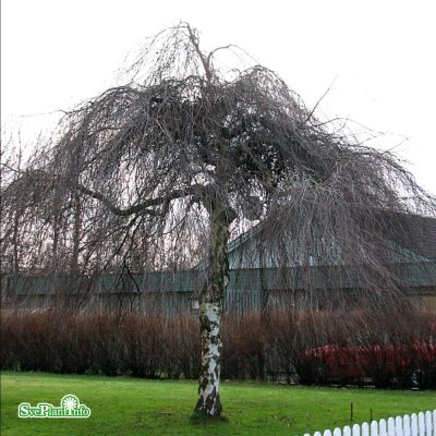 Betula pendula Youngii, Tårbjörk, 200 stam C10