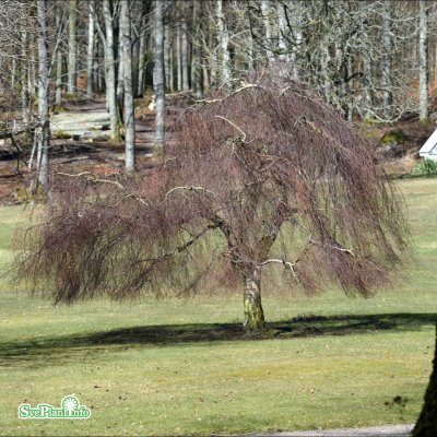 Betula pendula Youngii, Tårbjörk, utr 150-200 co