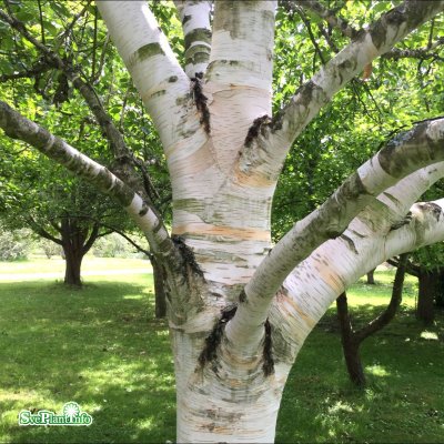 Betula utilis ssp. jacquemontii Doorenbos, Himalayabjörk