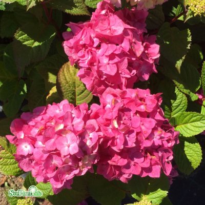 Hydrangea macrophylla Endless Summer ® Bloomstar ®, Hortensia, C5