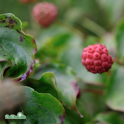 Cornus kousa China Girl, Kinesisk Blomsterkornell