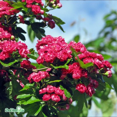 Crataegus x media Paul's Scarlet, Rosenhagtorn