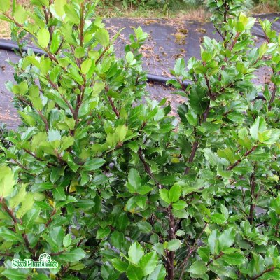 Ilex meserveae Blue Prince, Blå Järnek Klot, 40 klot C12