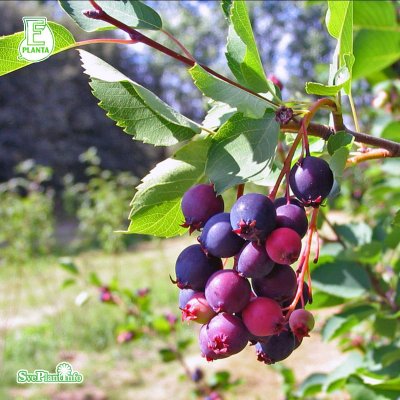 Amelanchier alnifolia Fk Alvdal E, Bärhäggmispel 10-pack, 50-80 barrot